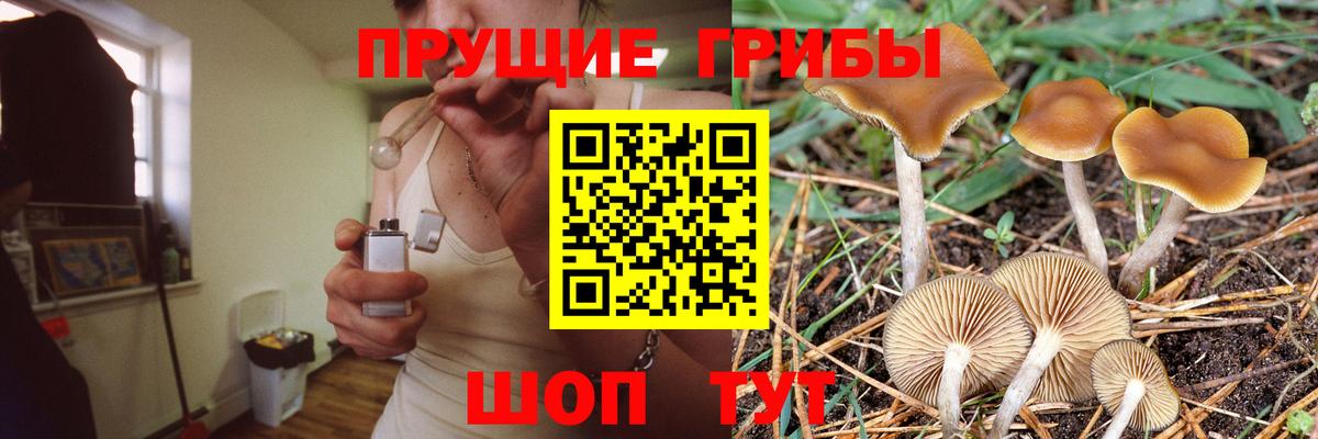 Галлюциногенные грибы Psilocybe Киселёвск